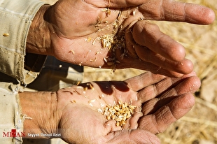 تولید ۹۸ درصد از بذر مورد نیاز در داخل کشور